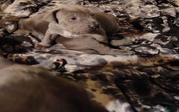 Cane Corso dogs for sale: Delia - Image 3