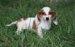 Miniature Dachshund dogs for sale: Daisy - Image 6
