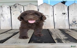 Newfypoo dogs for sale: Nickel - Image 8
