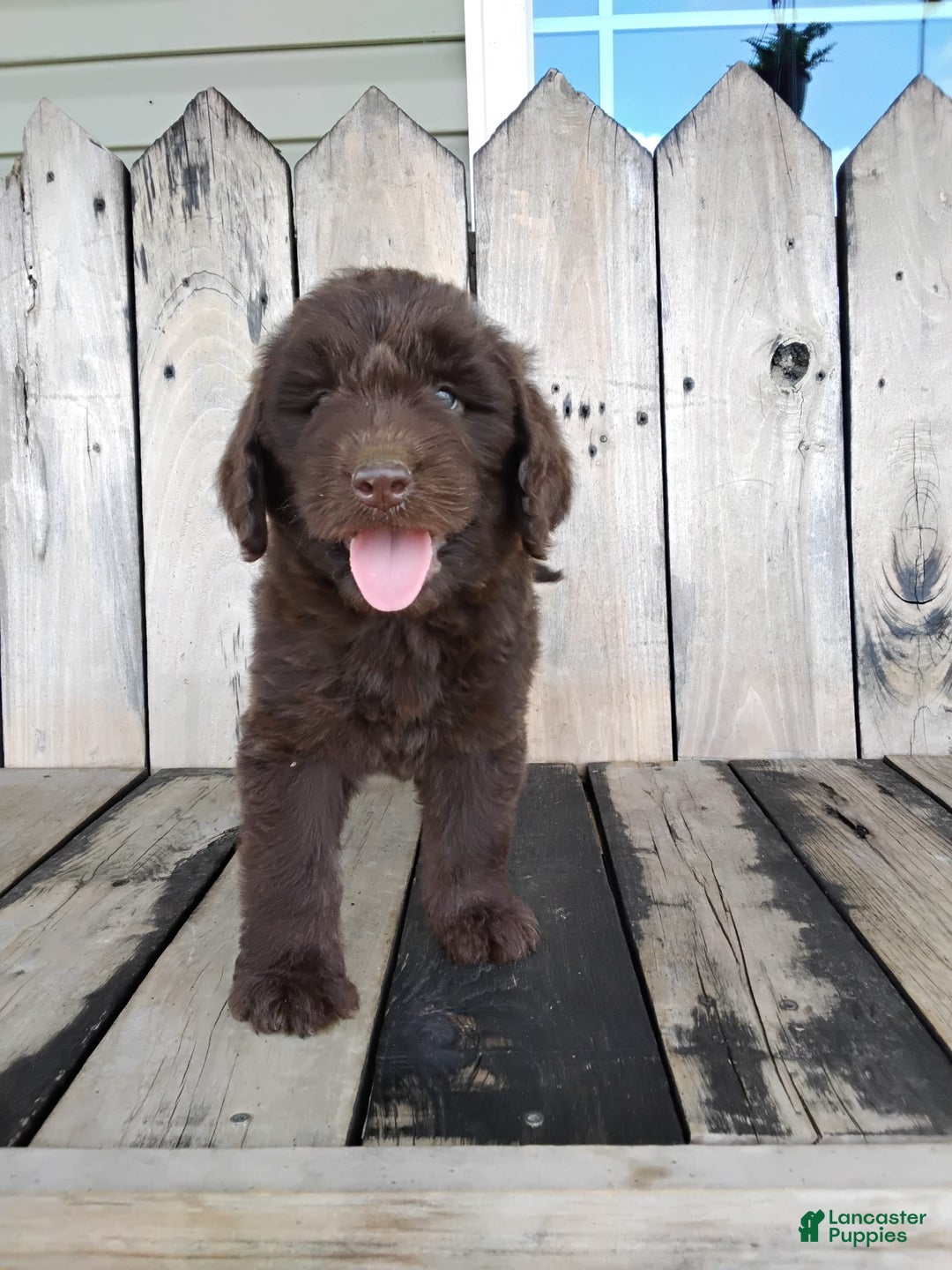 Newfypoo dogs for sale: Nickel - Image 8