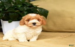 Mini Goldendoodle dogs for sale: Hailey - Image 4