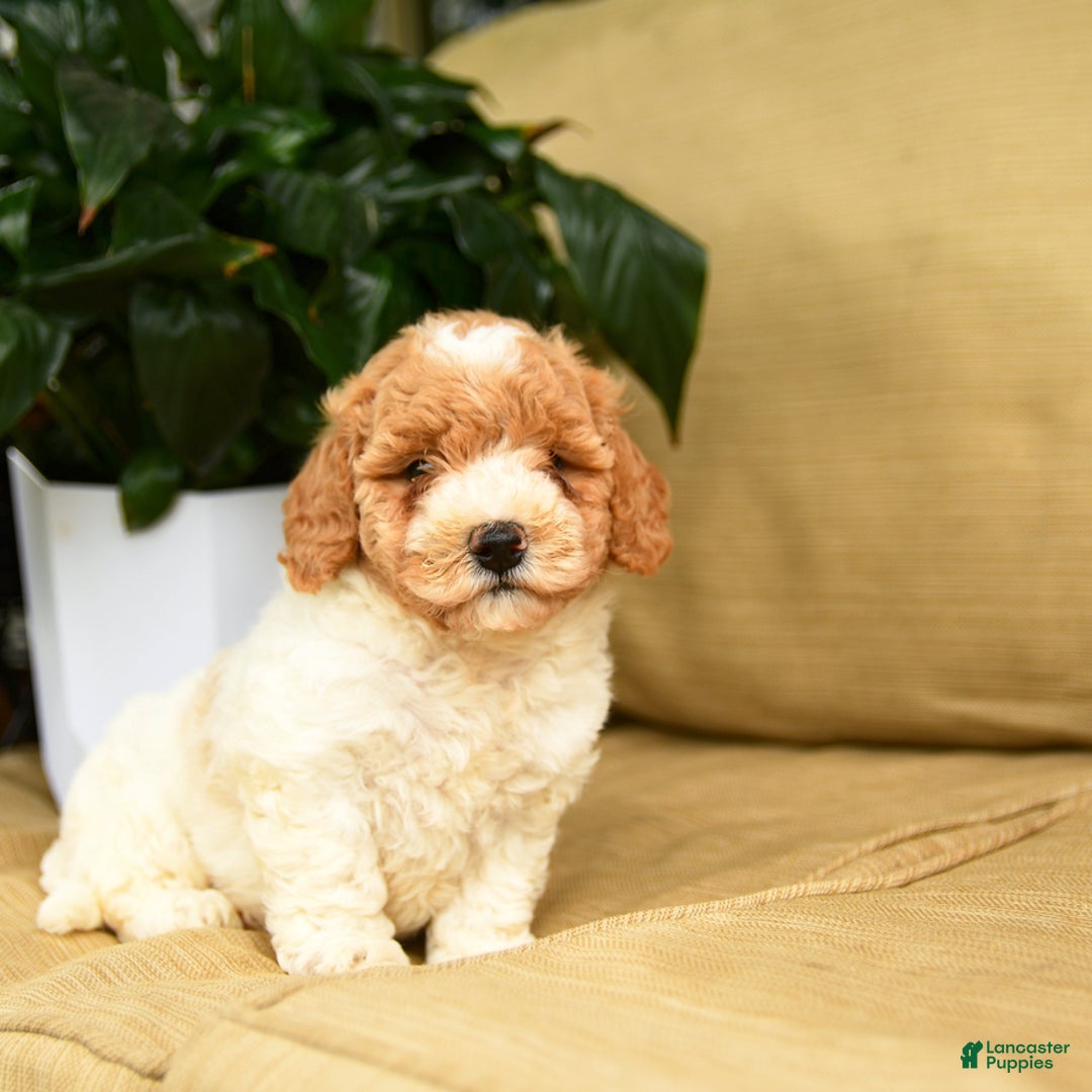 Mini Goldendoodle dogs for sale: Hailey - Image 4