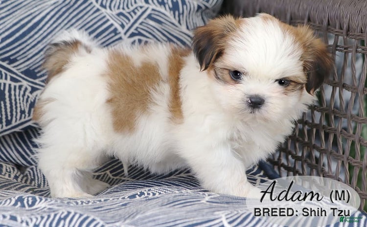 Shih Tzu dogs for sale - Ad 1