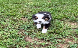 Australian Shepherd dogs for sale: Miss Sally - Image 1