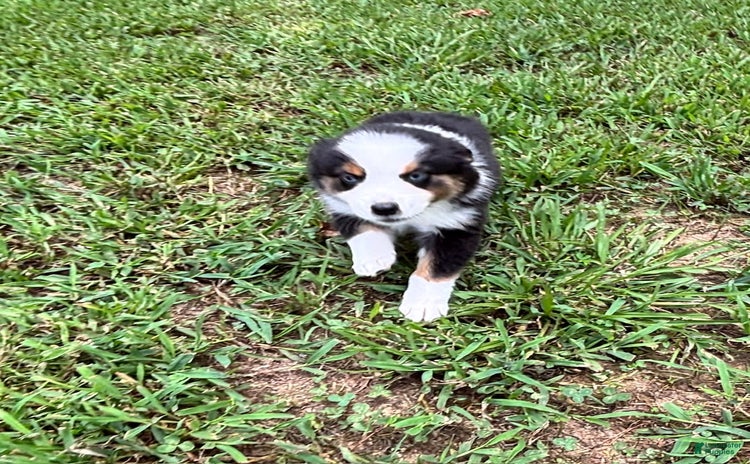 Australian Shepherd dogs for sale - Ad 2