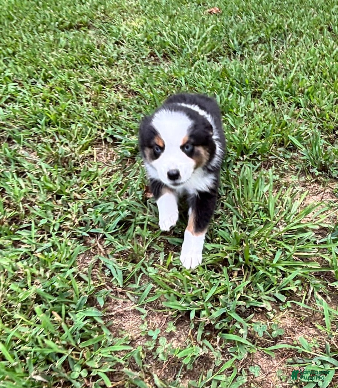 Australian Shepherd dogs for sale: Miss Sally - Image 1