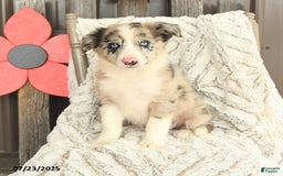 Border Collie dogs for sale: Nala - Image 5
