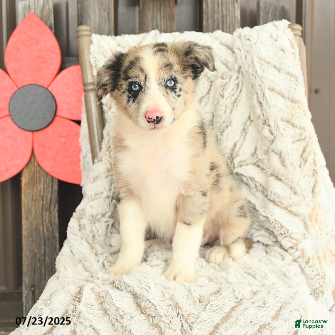 Border Collie dogs for sale: Nala - Image 5