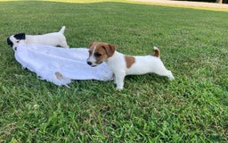 Jack Russell Terrier dogs for sale: Jed - Image 1