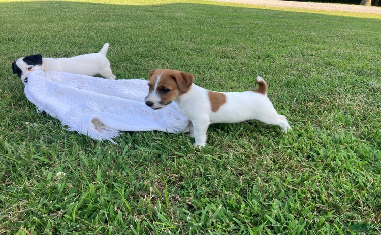 Jack Russell Terrier dogs for sale - Ad 2