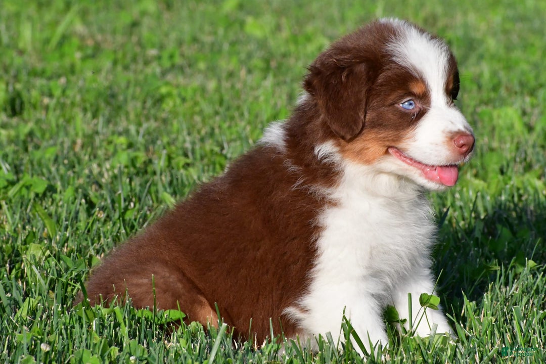 Australian Shepherd dogs for sale: Polly - Image 12