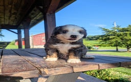 Mini Bernedoodle dogs for sale: Rambo - Image 4