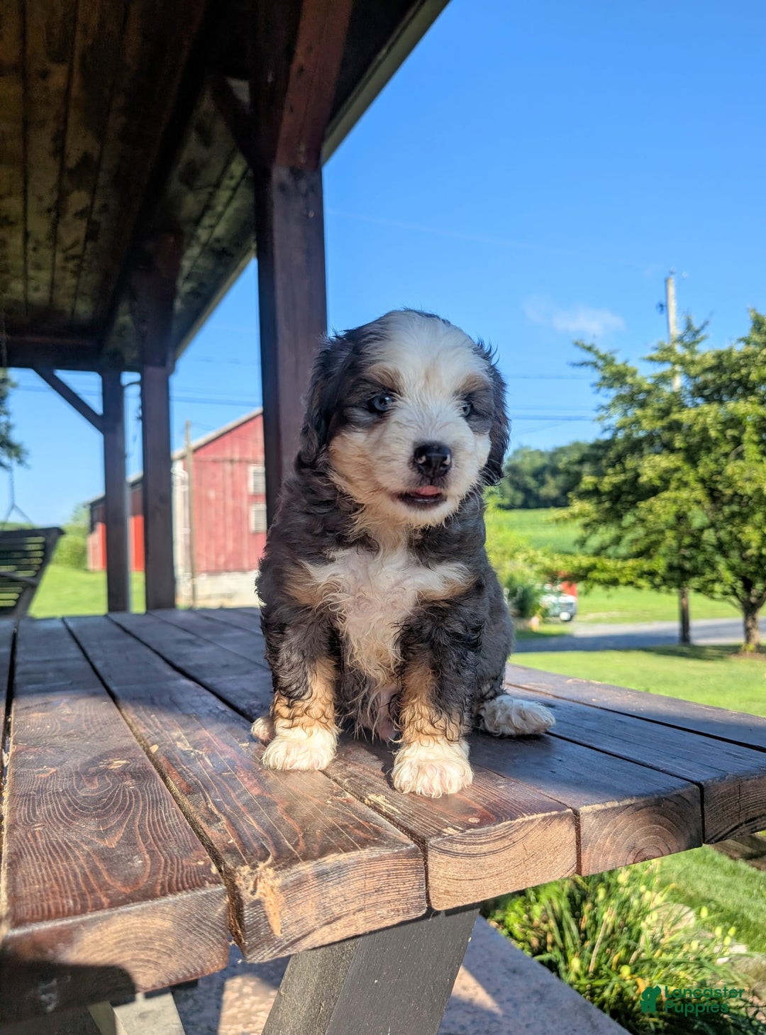 Mini Bernedoodle dogs for sale: Rambo - Image 4