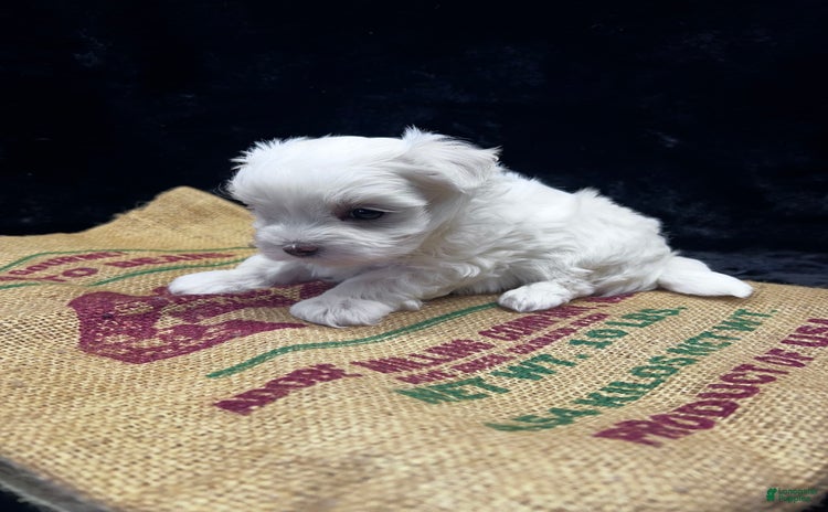 Maltese dogs for sale - Ad 1