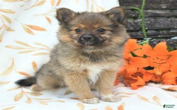 Pomeranian dogs for sale: Jill - Image 6