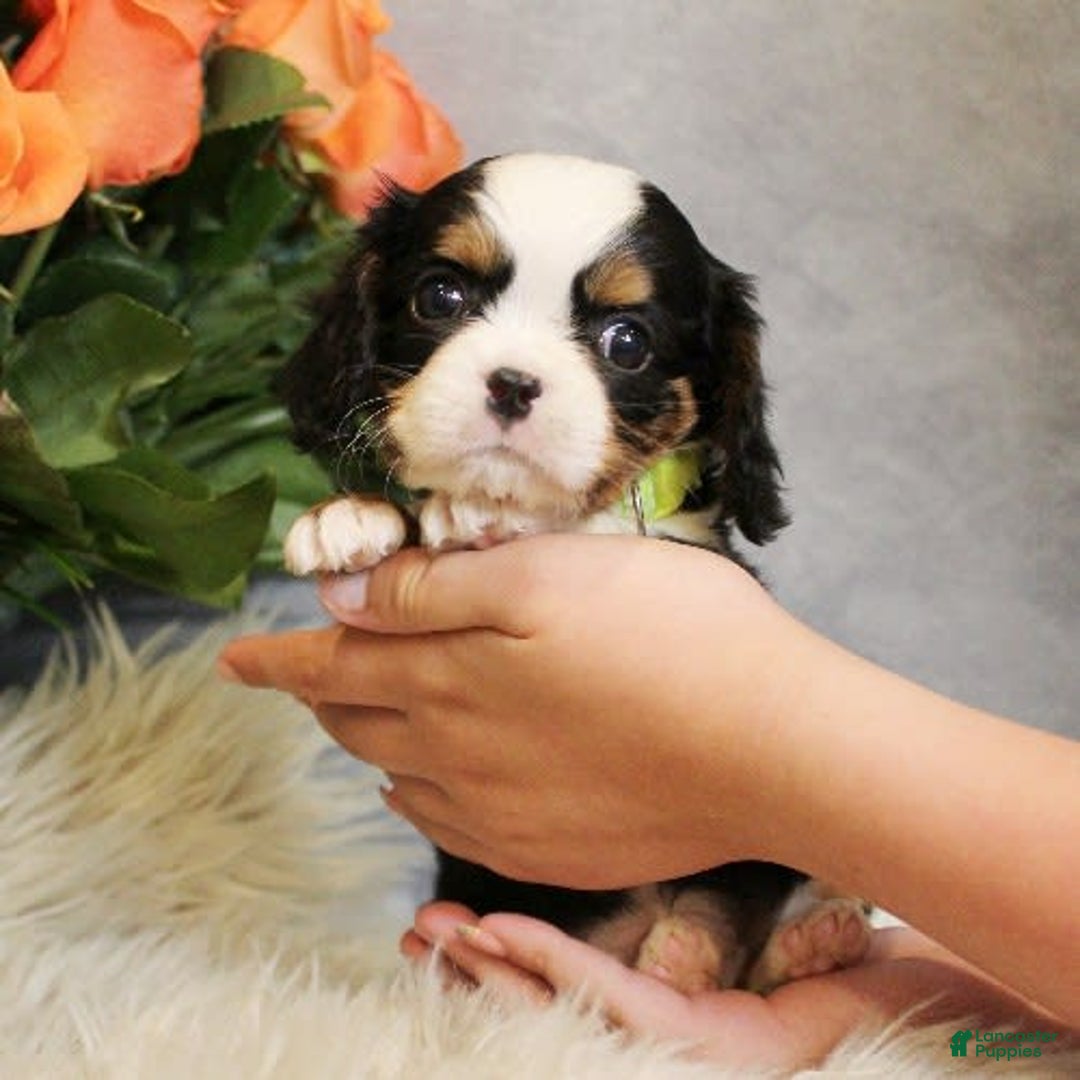 Miniature Bernese Mountain Dog dogs for sale: Gummybear - Image 4