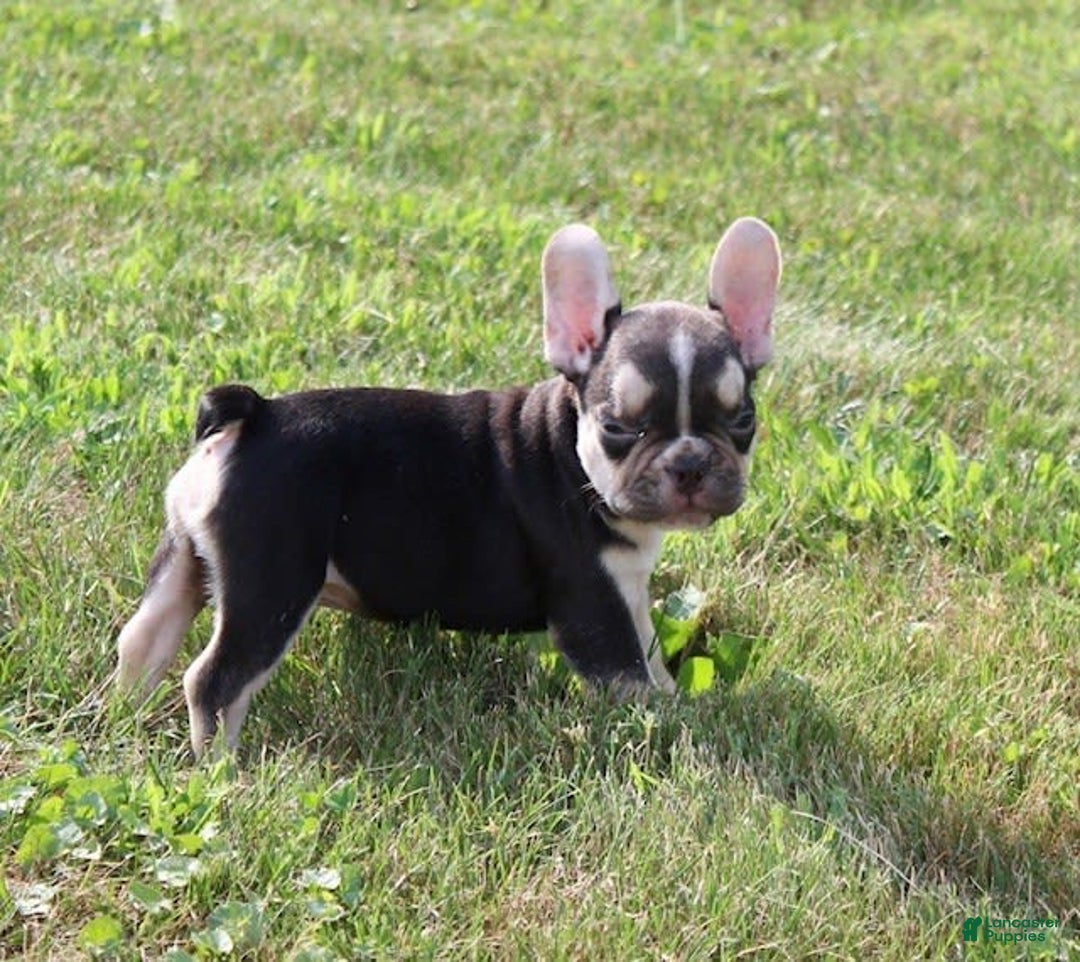 French Bulldog dogs for sale: Frankie - Image 5