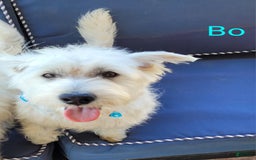 West Highland Terrier dogs for sale: Bo - Image 3