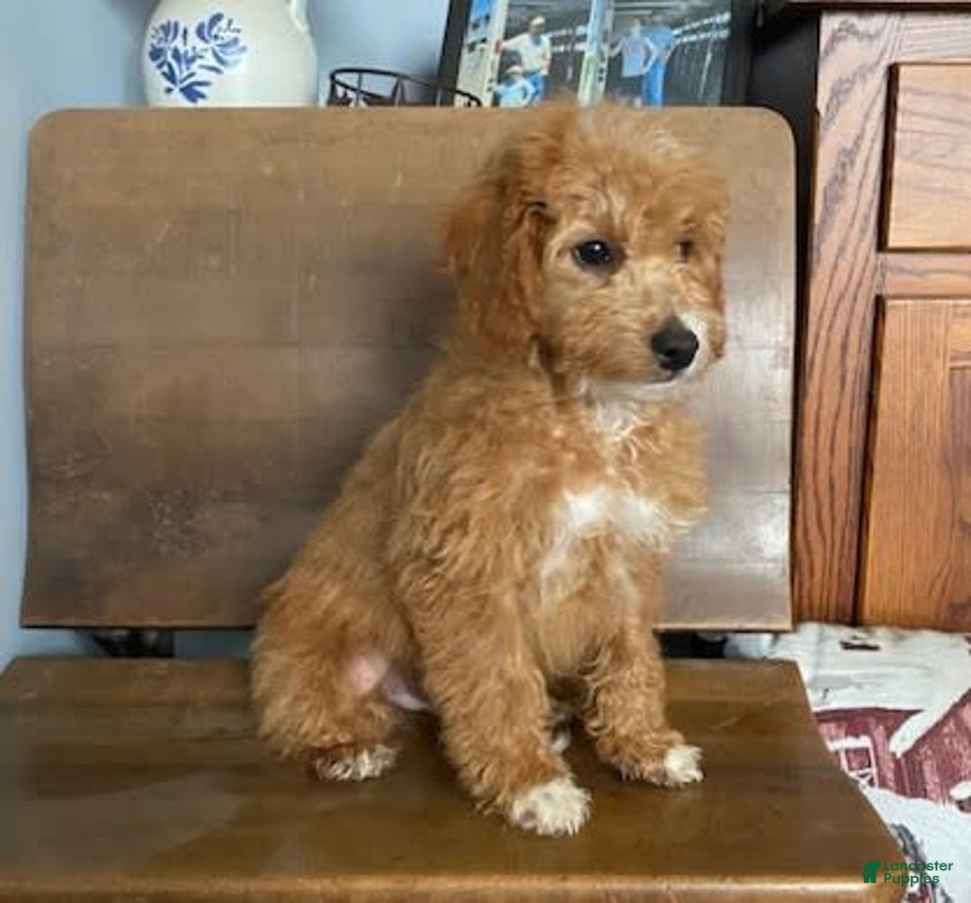 Mini Goldendoodle dogs for sale: Jack - Image 5