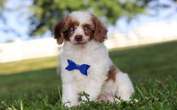 Miniature Poodle dogs for sale: Biscuit - Image 12
