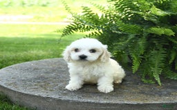 Cavachon dogs for sale: Odie - Image 4