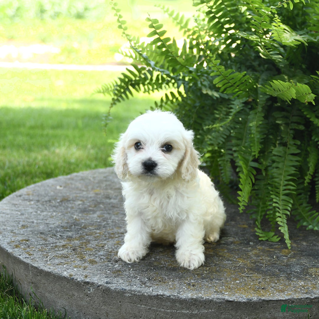 Cavachon dogs for sale: Odie - Image 4