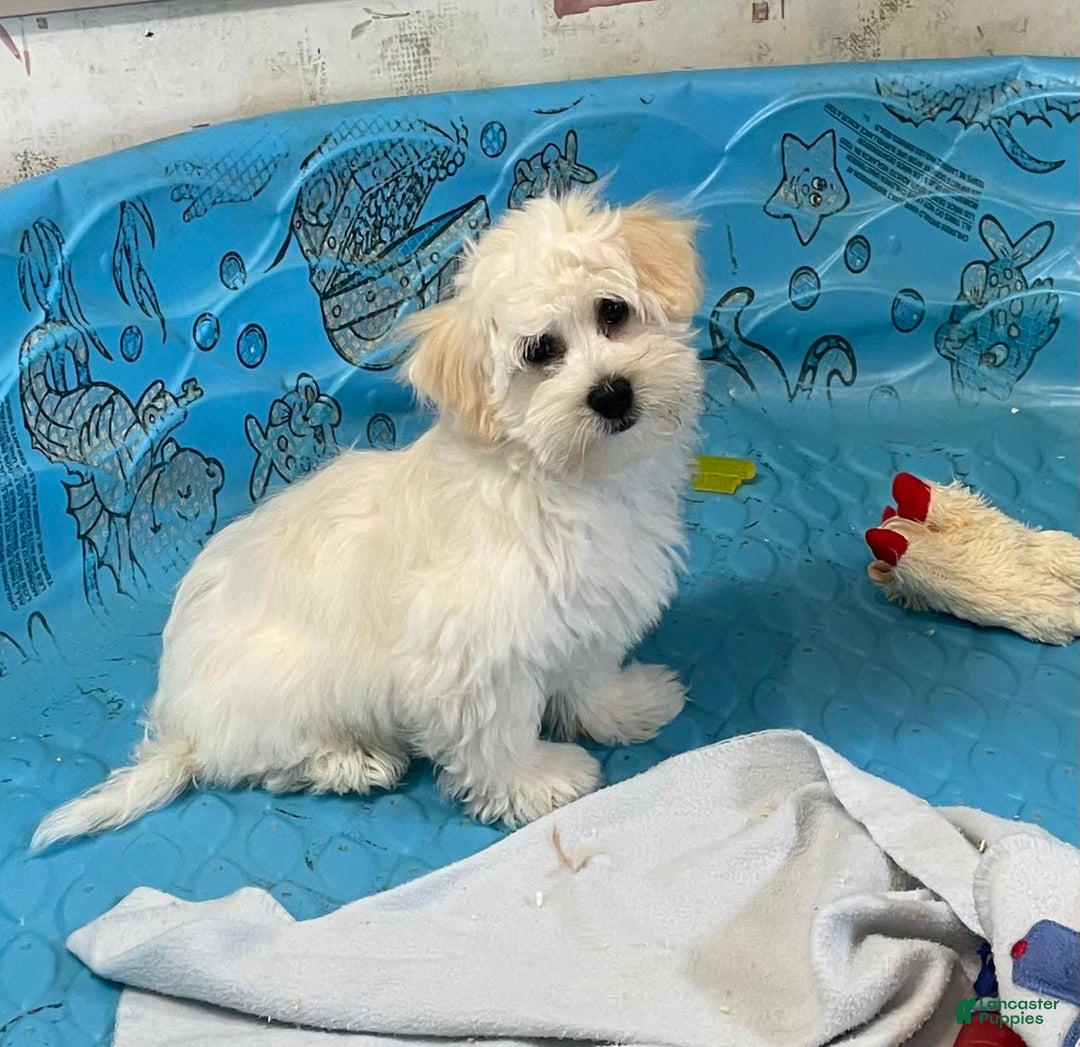 Coton De Tulear dogs for sale: Merlin - Image 5