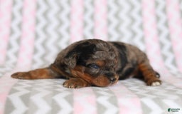 Cavapoo dogs for sale: Gwen - Image 3