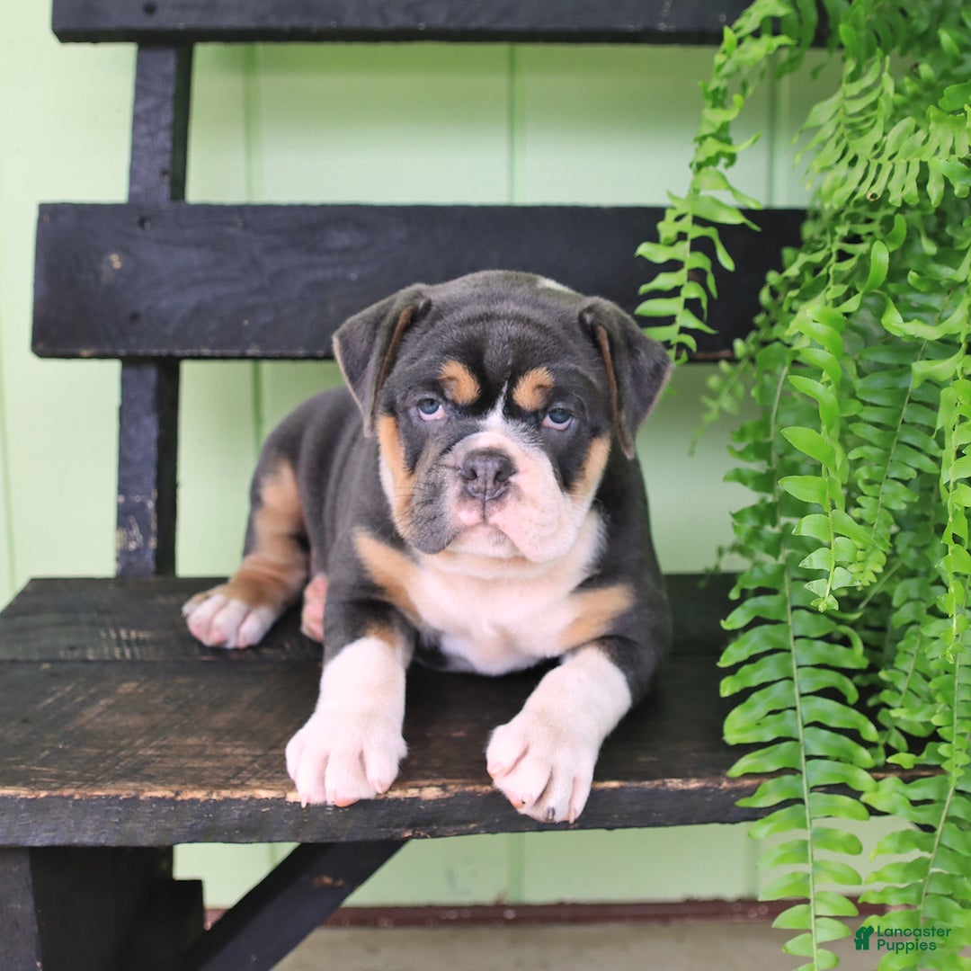 Olde English Bulldogge dogs for sale: Rosie - Image 2