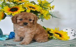 Cavapoo dogs for sale: Toby - Image 1