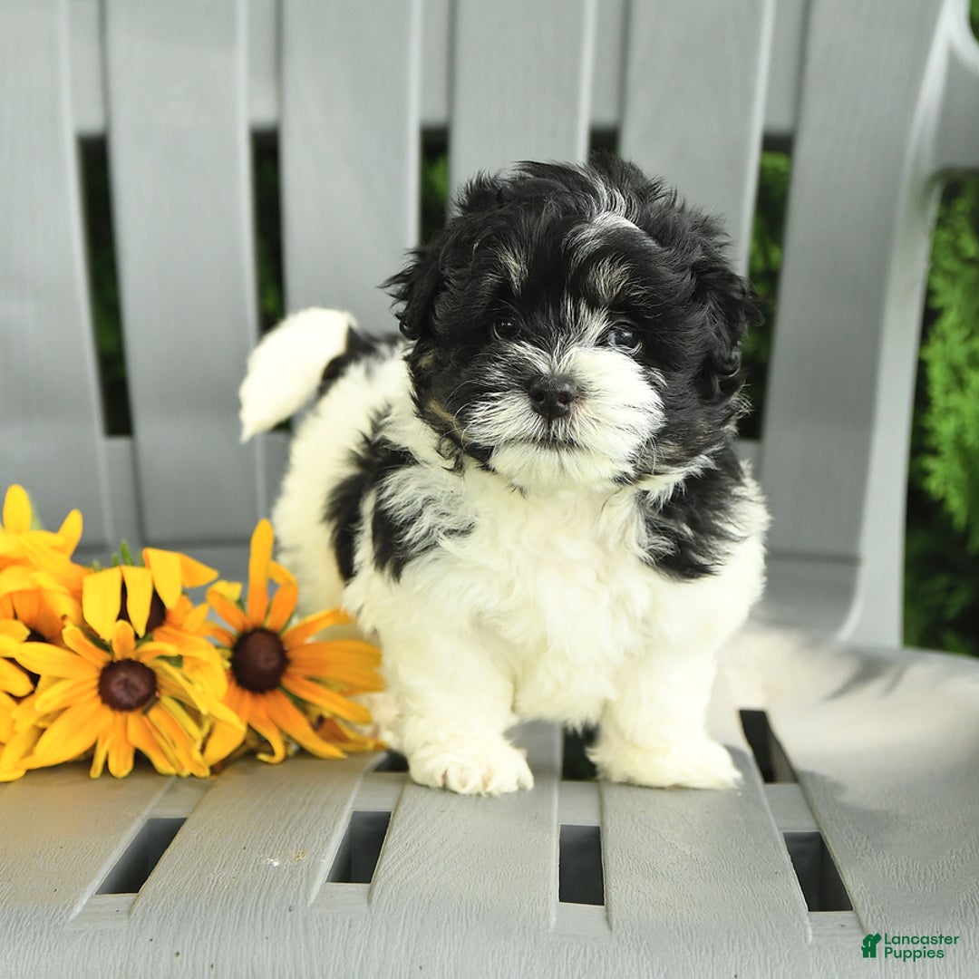 Havanese dogs for sale: Star - Image 3