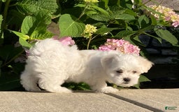 Coton De Tulear dogs for sale: Button - Image 13