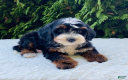 Bernedoodle dogs for sale: Anika - Image 4