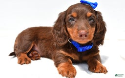 Miniature Dachshund dogs for sale: Lucky - Image 4