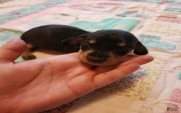 Miniature Dachshund dogs for sale: Peach - Image 7
