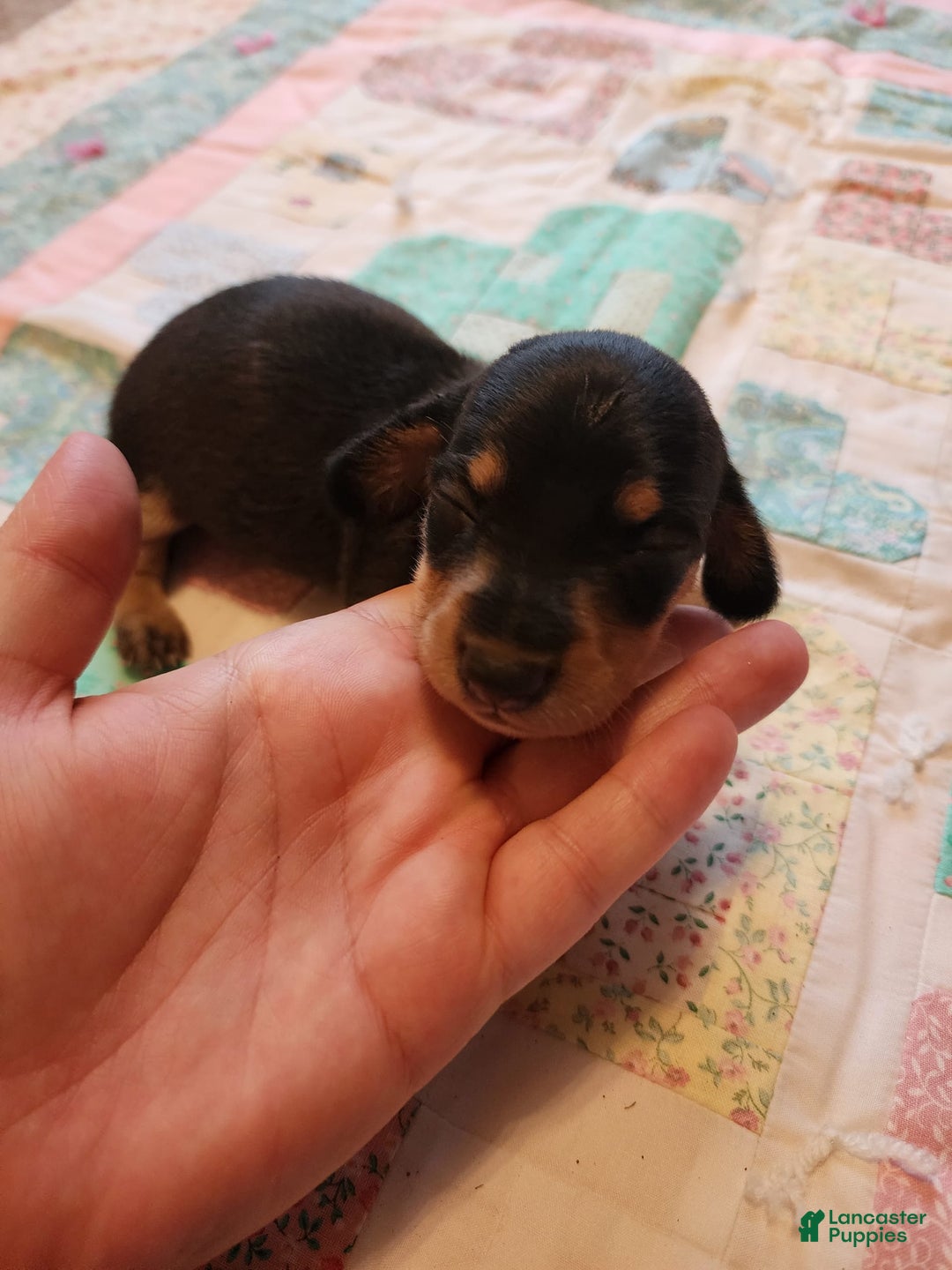 Miniature Dachshund dogs for sale: Peach - Image 7