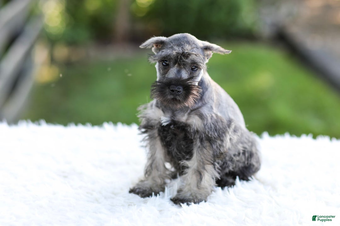 Miniature Schnauzer dogs for sale: Bingo - Image 15