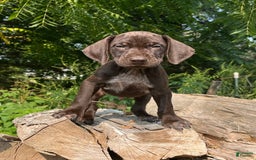 German Shorthaired Pointer dogs for sale: GSP - Image 3