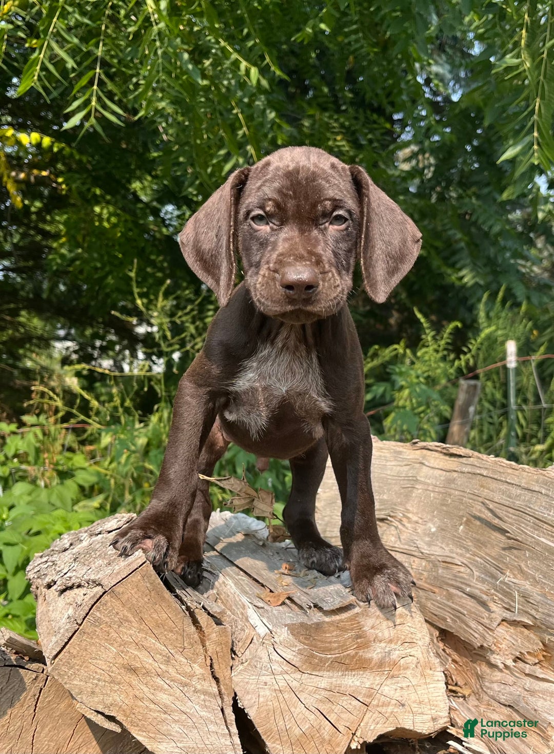 German Shorthaired Pointer dogs for sale: GSP - Image 3