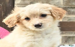 Pomeranian dogs for sale: Charlie - Image 3