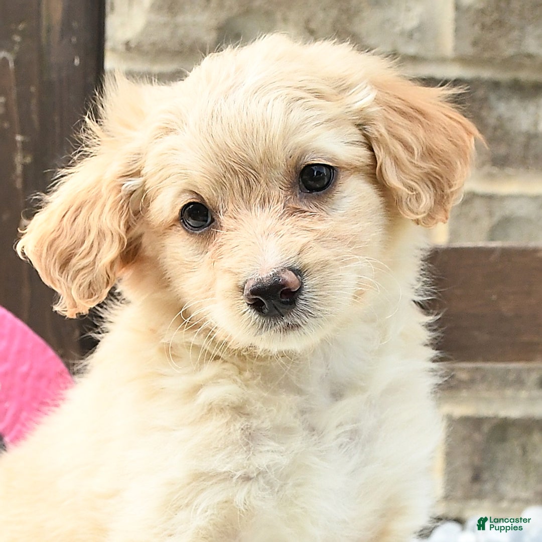 Pomeranian dogs for sale: Charlie - Image 3