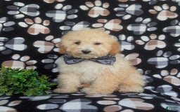 Miniature Poodle dogs for sale: Brock - Image 6