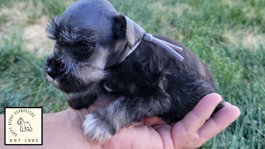 Miniature Schnauzer dogs for sale: Quill - Image 6