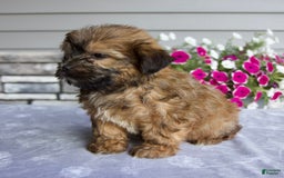 Shorkie dogs for sale: Enzo - Image 7