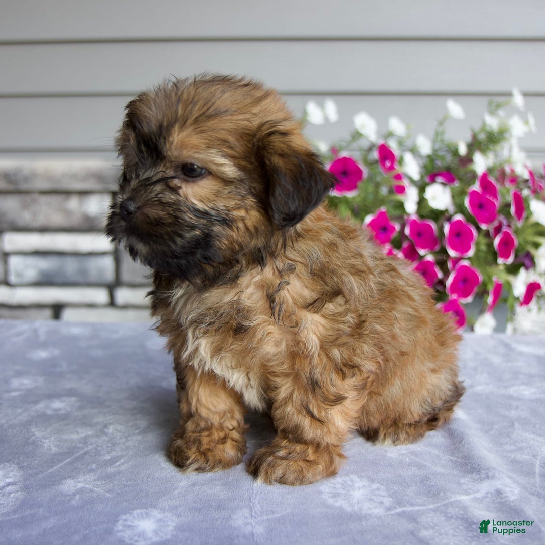Shorkie dogs for sale: Enzo - Image 7