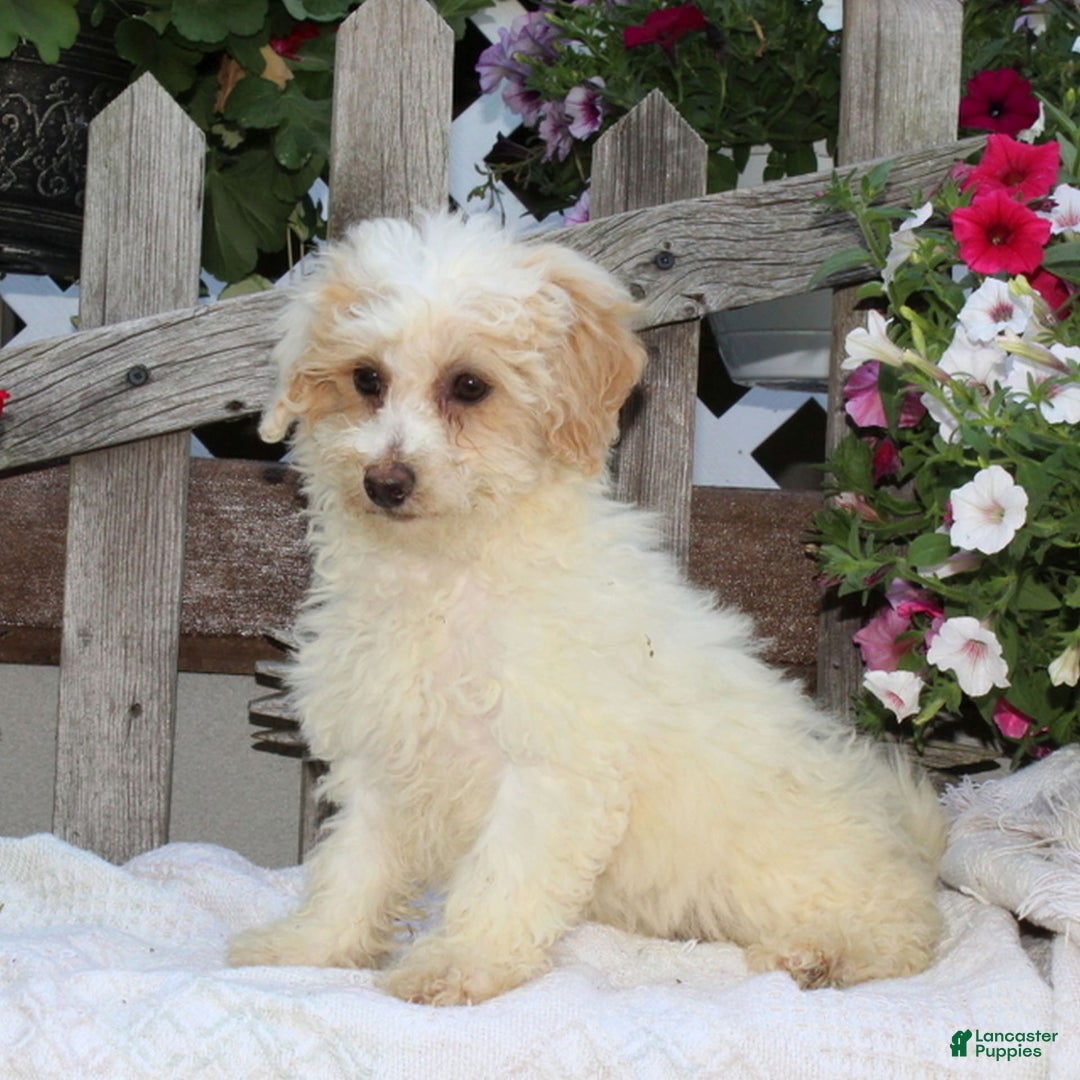 Bichpoo dogs for sale: Emma - Image 2