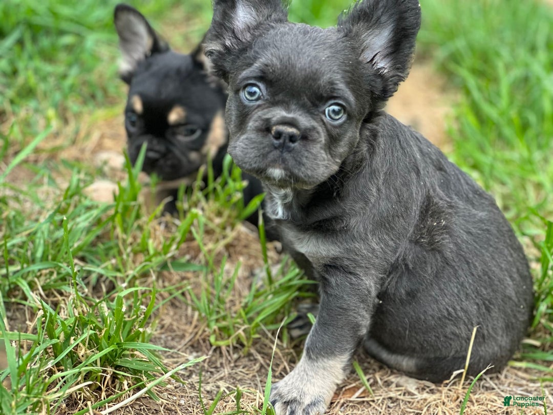 French Bulldog dogs for sale: Monica - Image 1