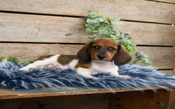 Dachshund dogs for sale: Cream Puff - Image 7