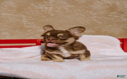 French Bulldog dogs for sale: Brooke - Image 1