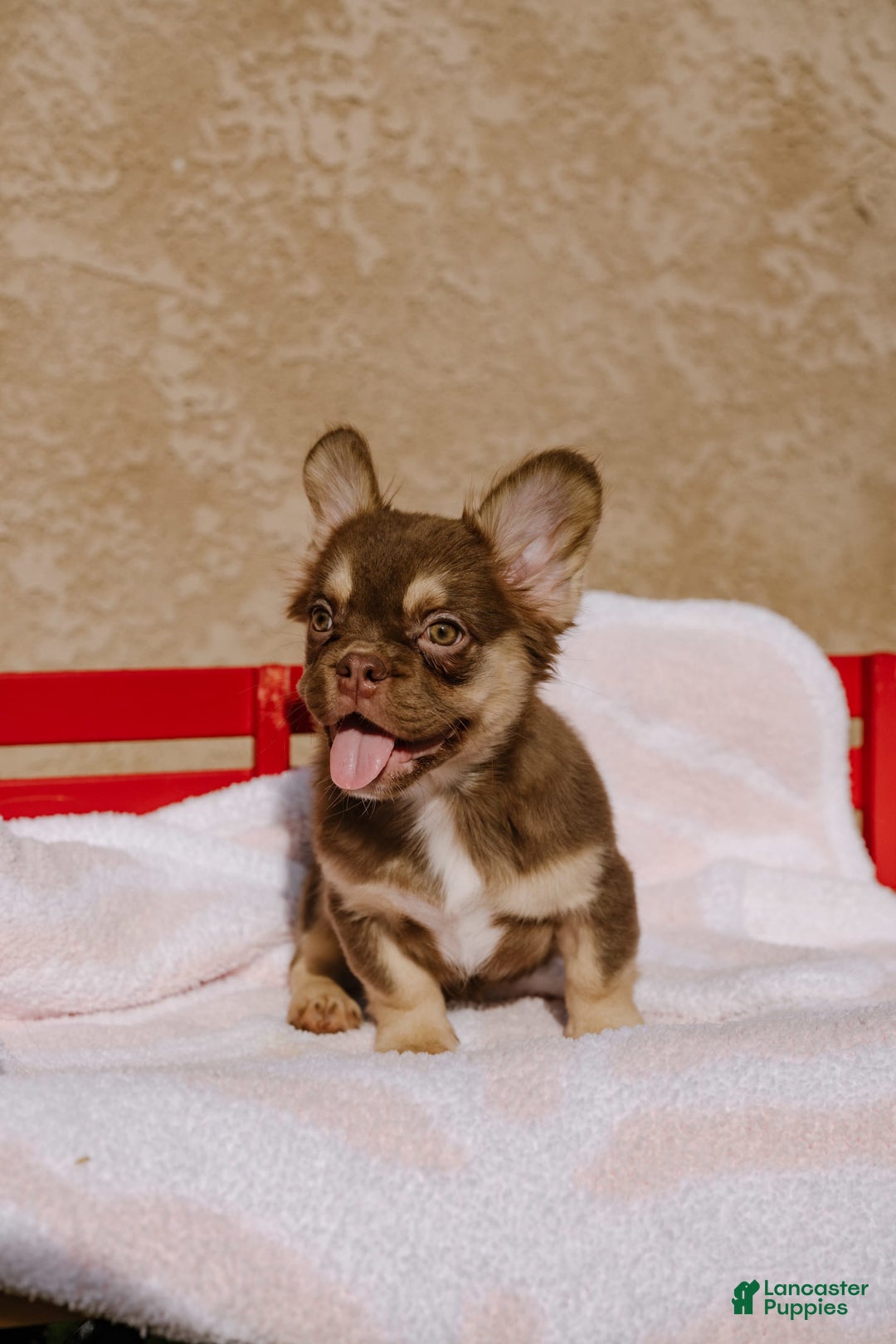 French Bulldog dogs for sale: Brooke - Image 1